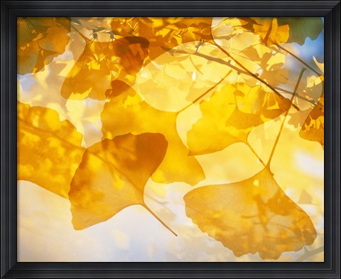 Framed Selective focus close up of golden yellow autumn leaves Print