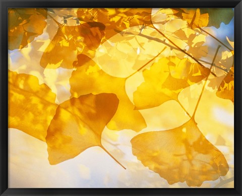 Framed Selective focus close up of golden yellow autumn leaves Print