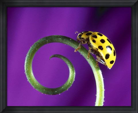 Framed Side view close up of yellow ladybug sitting on a green curlicue shaped leaf Print
