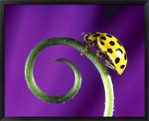 Framed Side view close up of yellow ladybug sitting on a green curlicue shaped leaf Print