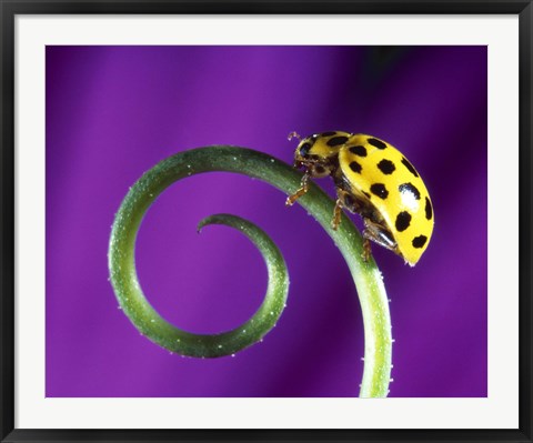 Framed Side view close up of yellow ladybug sitting on a green curlicue shaped leaf Print