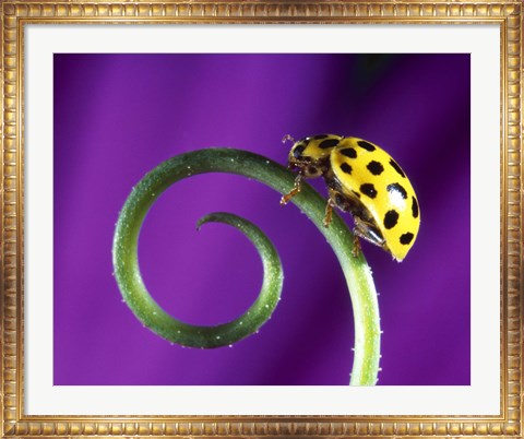 Framed Side view close up of yellow ladybug sitting on a green curlicue shaped leaf Print