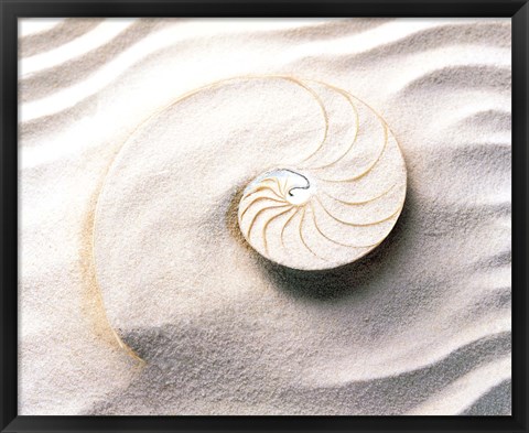 Framed Shell spiraling into wavy sand pattern Print