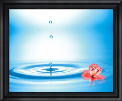 Framed Water drops rising from water rings with small coral flower Print