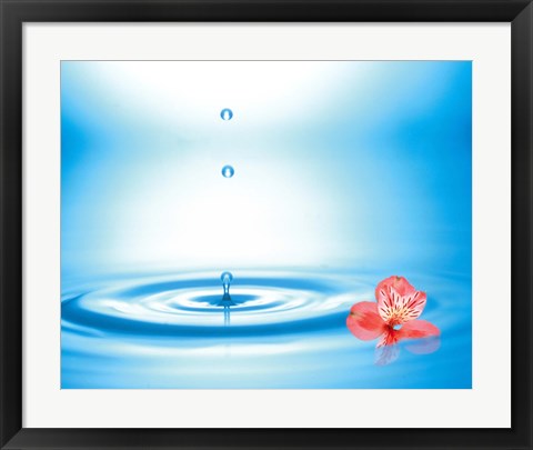 Framed Water drops rising from water rings with small coral flower Print