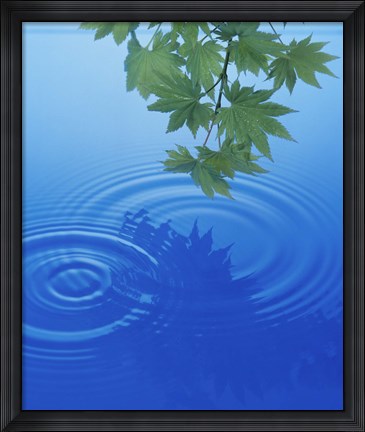 Framed Branch with green leaves suspended over deep blue water with rings and reflection Print
