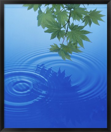 Framed Branch with green leaves suspended over deep blue water with rings and reflection Print