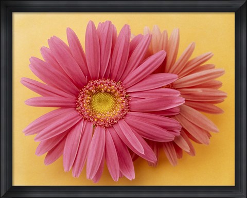 Framed Close up of two pink zinnias on yellow gold background Print