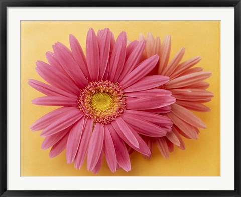 Framed Close up of two pink zinnias on yellow gold background Print