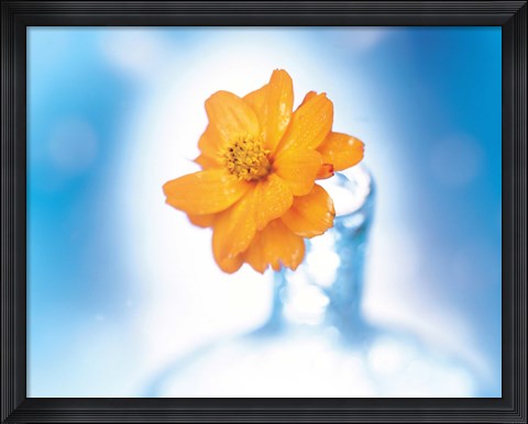 Framed Close up of ruffled marigold bloom in blue bottle with blurred blue and white background Print