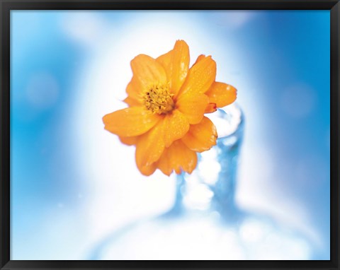 Framed Close up of ruffled marigold bloom in blue bottle with blurred blue and white background Print