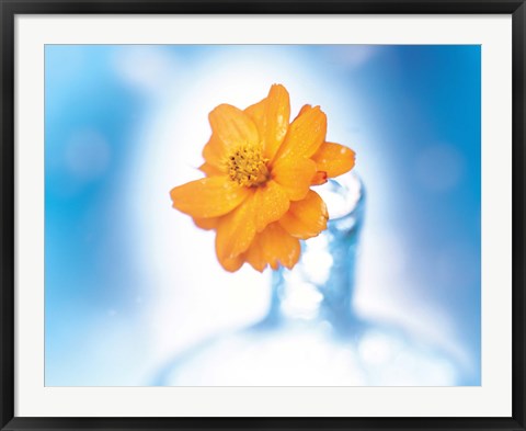 Framed Close up of ruffled marigold bloom in blue bottle with blurred blue and white background Print