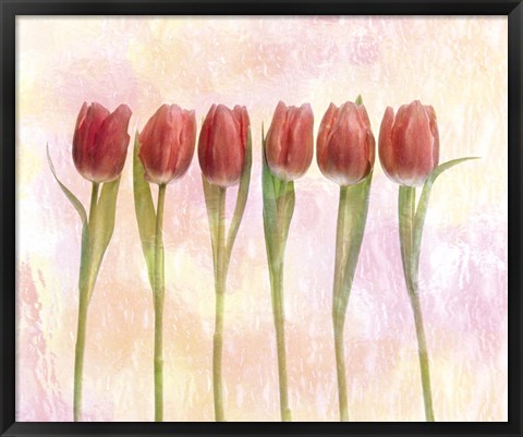 Framed Six pink tulips with green stems and leaves upright in front of pink plaster wall Print