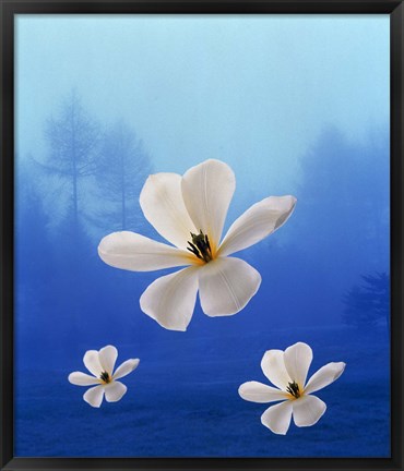 Framed Three white orchids floating in foggy blue sky with silhouette of trees in background Print