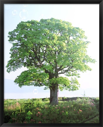 Framed Single green tree standing in field with blue sky Print