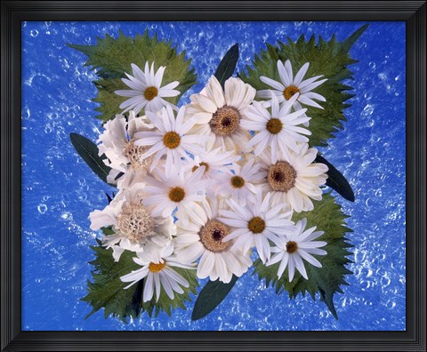 Framed Close up of white daisy bouquet with mottled blue background Print
