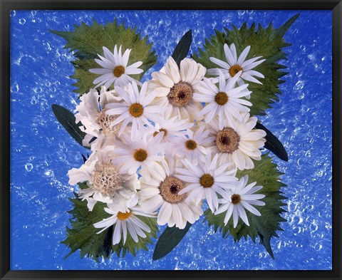 Framed Close up of white daisy bouquet with mottled blue background Print