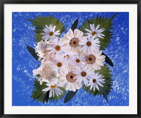 Framed Close up of white daisy bouquet with mottled blue background Print