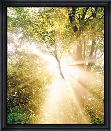 Framed Burst of white light through green trees Print