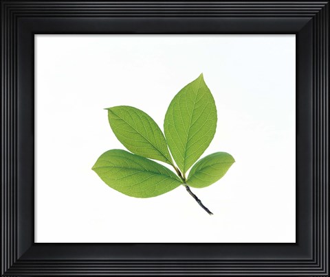 Framed Green Leaves Close-Up Print