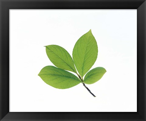 Framed Green Leaves Close-Up Print
