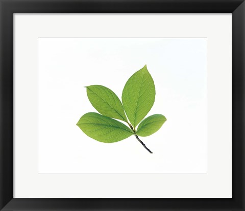Framed Green Leaves Close-Up Print