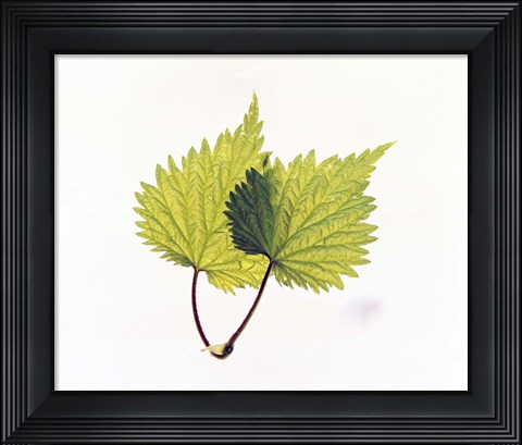 Framed Close-Up of Green Leaves II Print