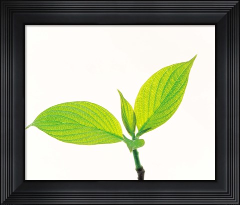 Framed Close-Up of Green Leaves III Print