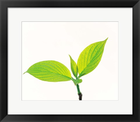 Framed Close-Up of Green Leaves III Print