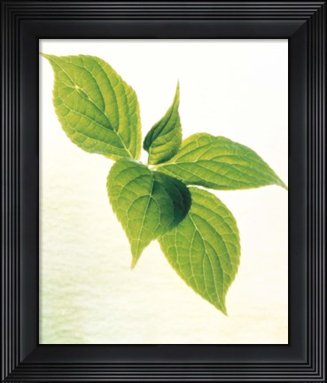 Framed Close-Up of Green Leaves IV Print