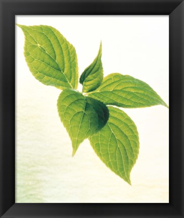 Framed Close-Up of Green Leaves IV Print