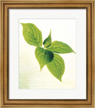 Framed Close-Up of Green Leaves IV Print