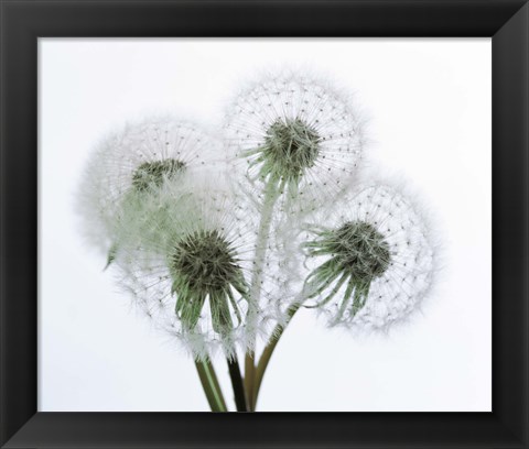 Framed Close up of four dandelion heads in seed on stems Print