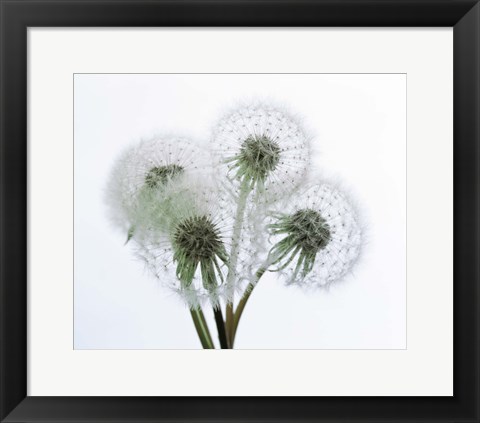 Framed Close up of four dandelion heads in seed on stems Print