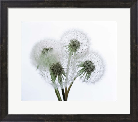 Framed Close up of four dandelion heads in seed on stems Print