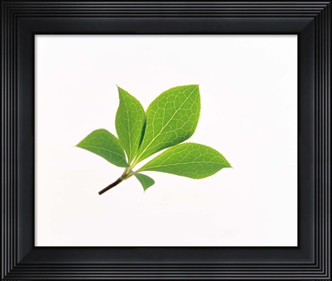 Framed Close-Up of Green Leaves VI Print