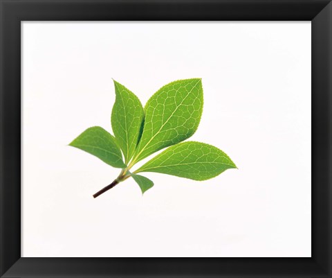 Framed Close-Up of Green Leaves VI Print