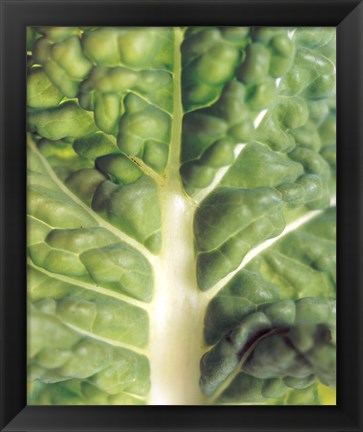 Framed Close up of bumpy vegetable leaf with white stalk Print