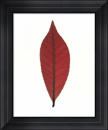 Framed Close up of red leaf on white Print