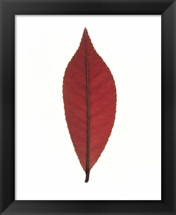 Framed Close up of red leaf on white Print