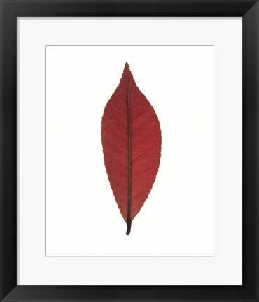 Framed Close up of red leaf on white Print