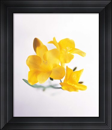 Framed Close up of deep yellow flowers on blue and white Print