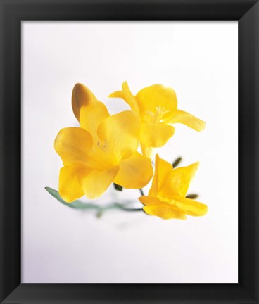 Framed Close up of deep yellow flowers on blue and white Print
