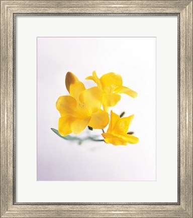 Framed Close up of deep yellow flowers on blue and white Print