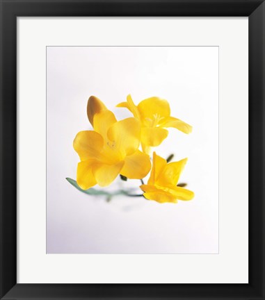 Framed Close up of deep yellow flowers on blue and white Print