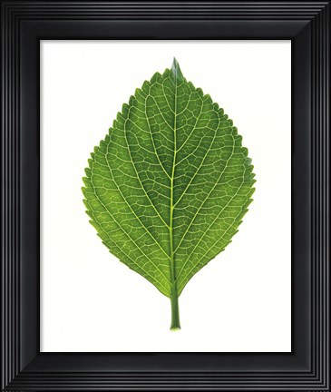Framed Close up of Green Leaf Print
