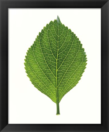 Framed Close up of Green Leaf Print