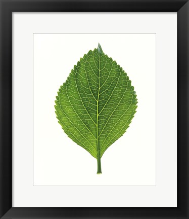 Framed Close up of Green Leaf Print