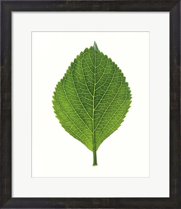 Framed Close up of Green Leaf Print