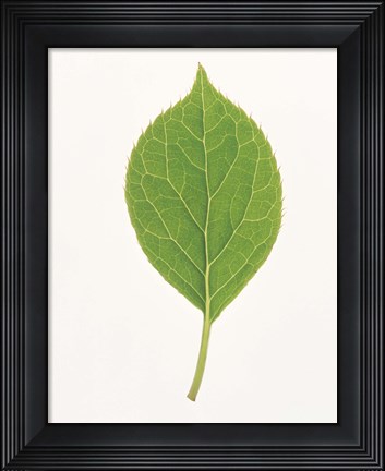 Framed Vertical Green Leaf on Light Grey Print